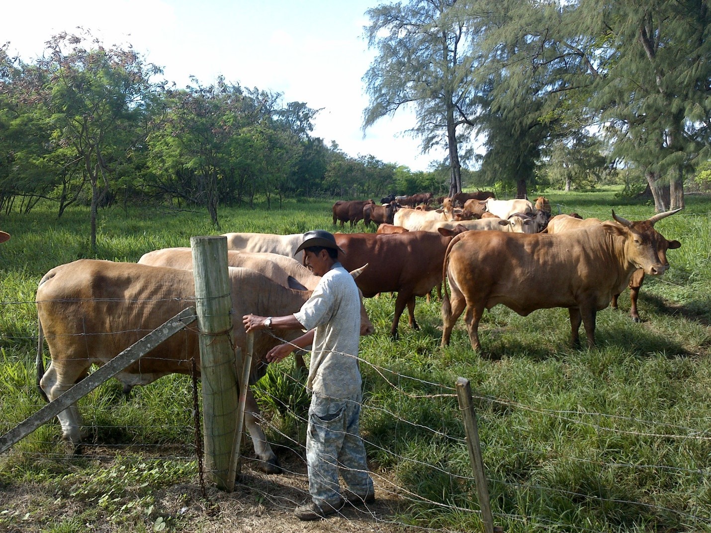 Person herding cattle behind barbed wire fence