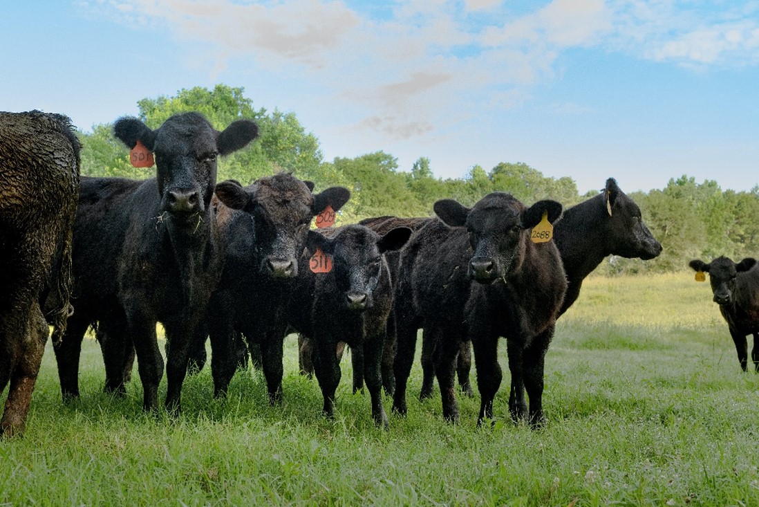 Four black cows