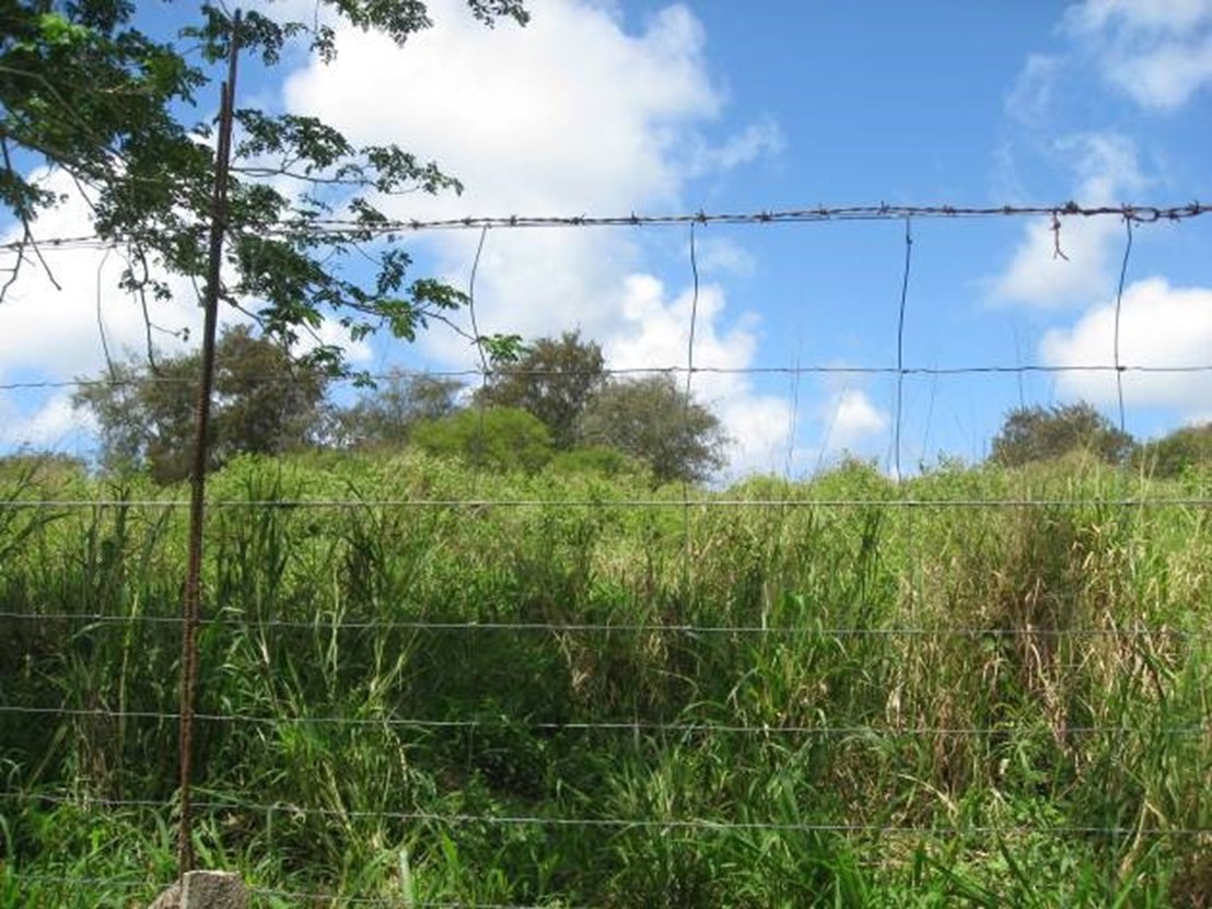 Bushes behind barbed wire