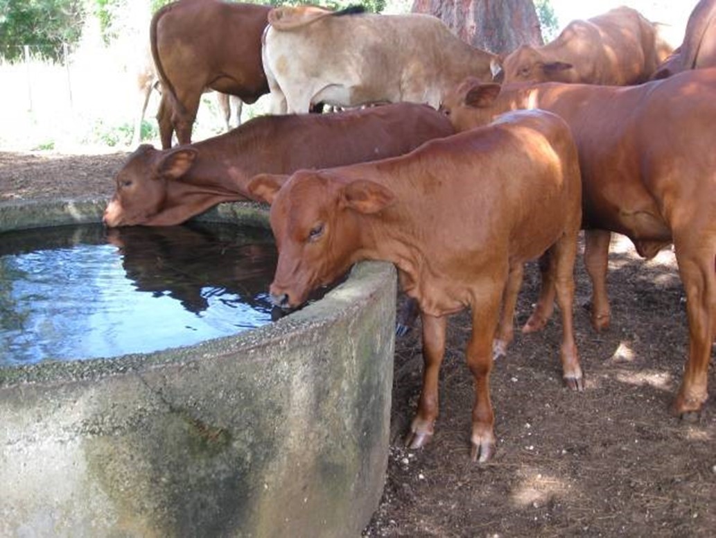 Cattle drinking water