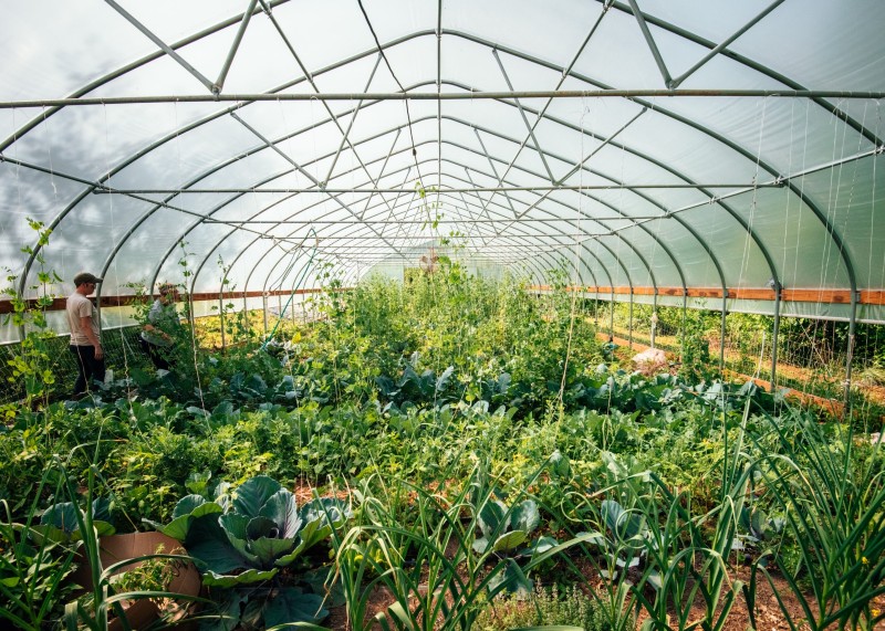 A high tunnel full of green plants with two women walking. 