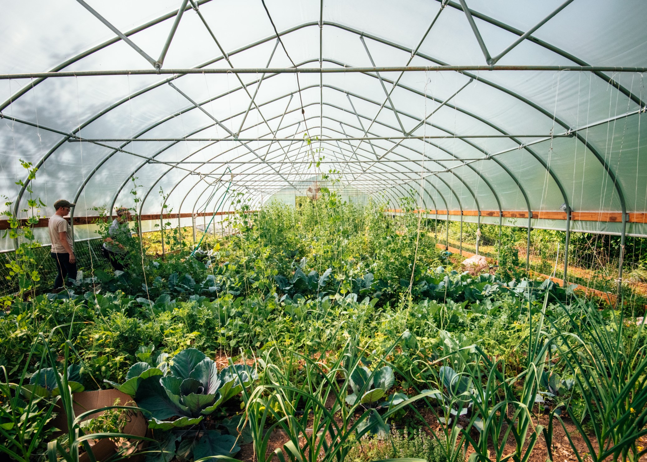 Plants growing in high tunnel