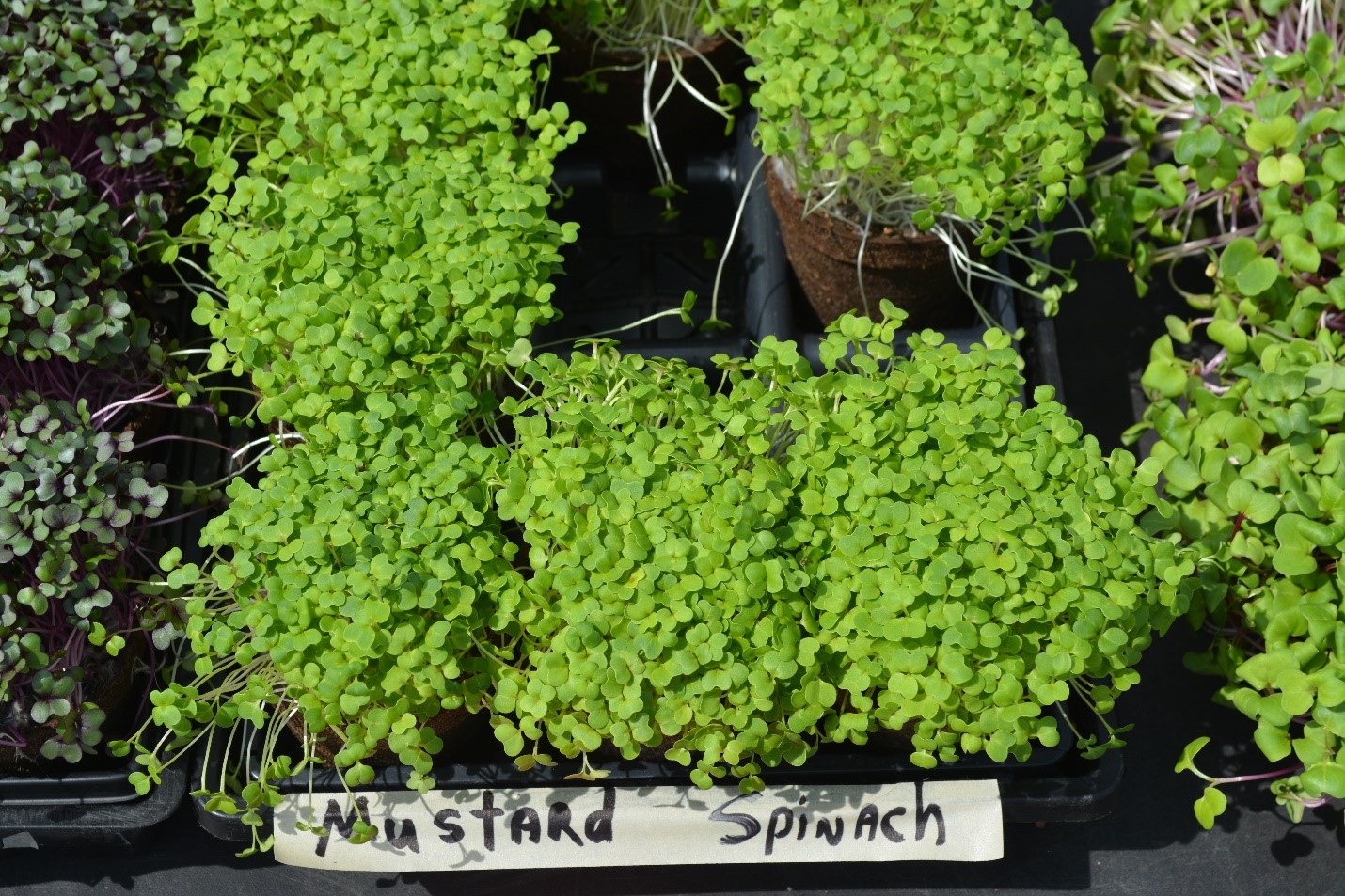 Overhead view of mustard spinach plants