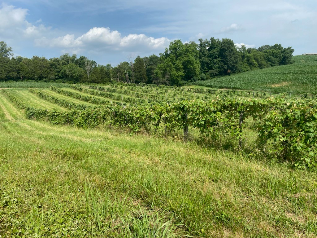 Rolling hills of green grass