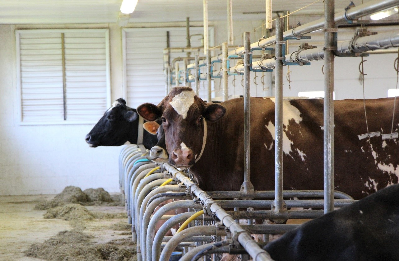 Cattle in milking pen