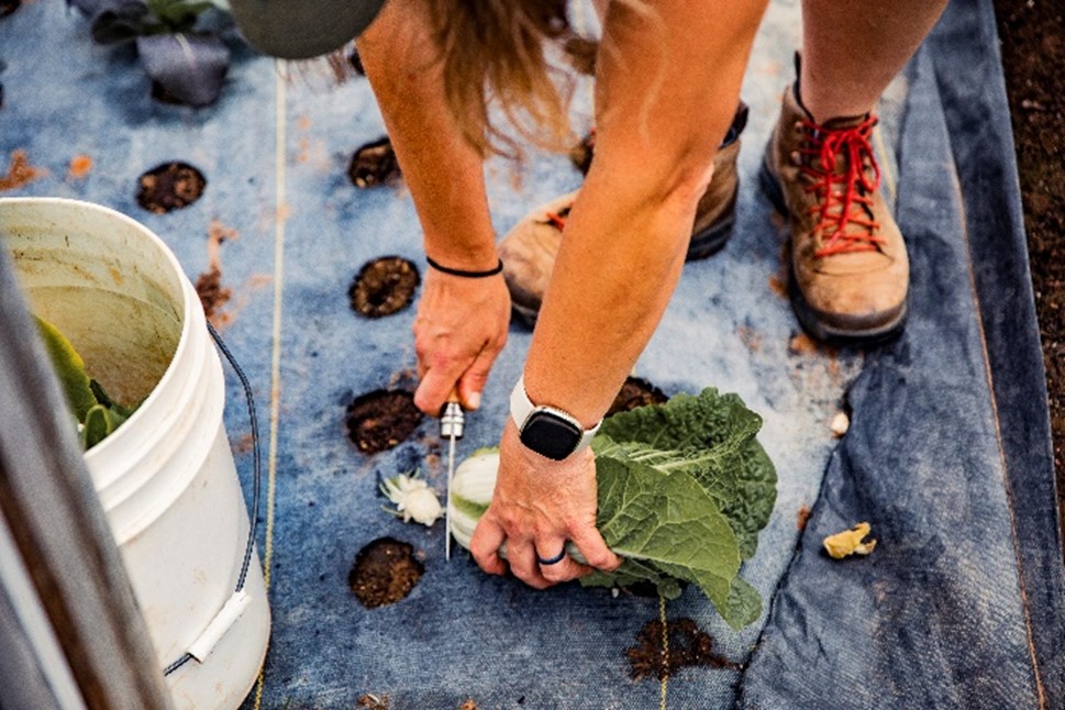 Person harvesting lettuce