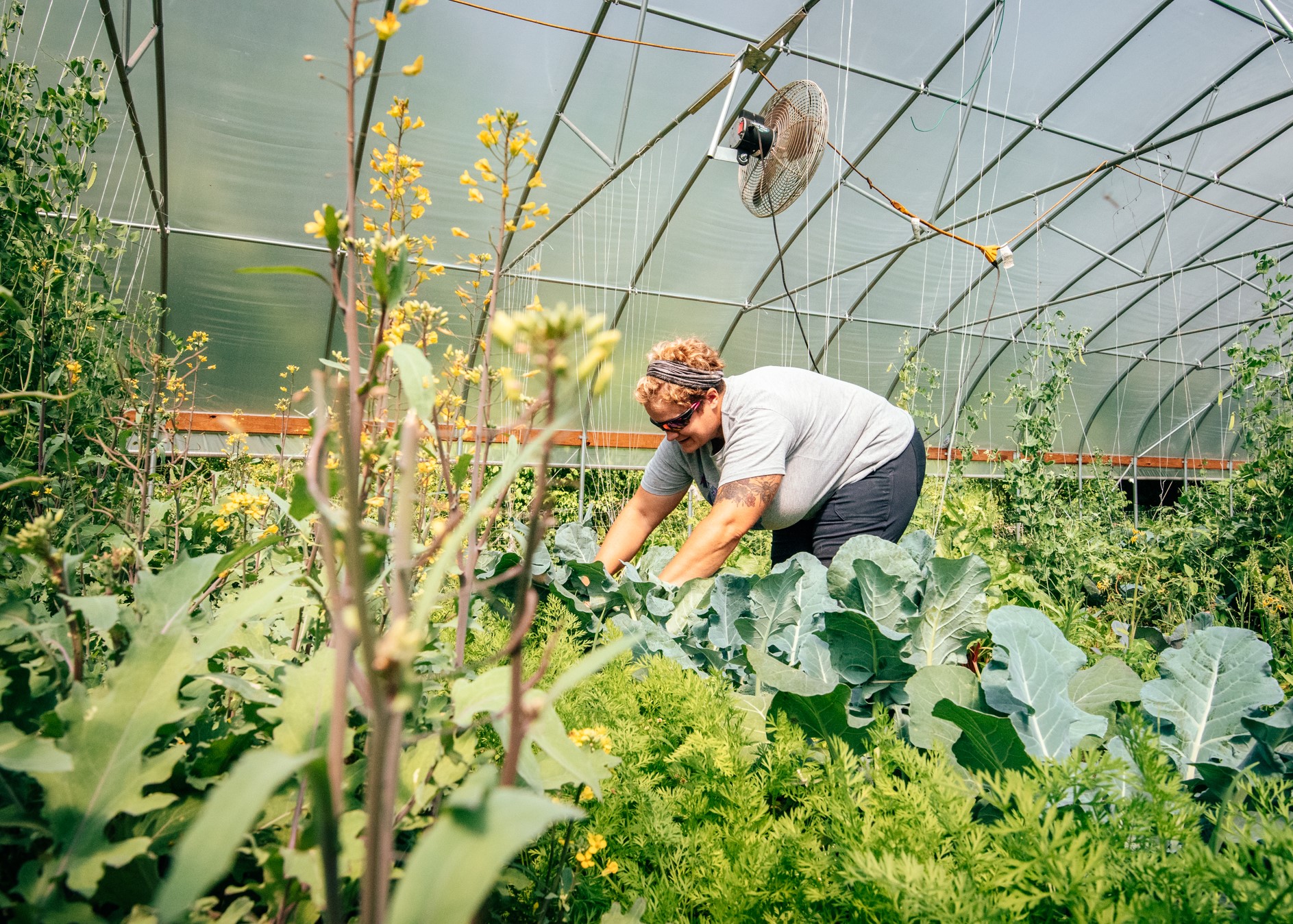 Person tending to plants in high tunnel