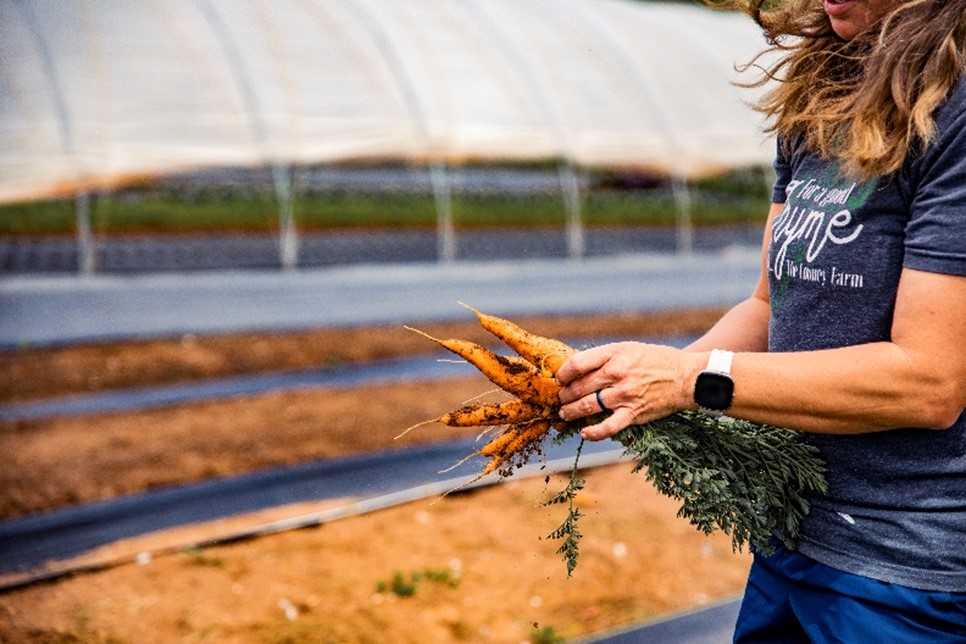 Person harvesting carrots