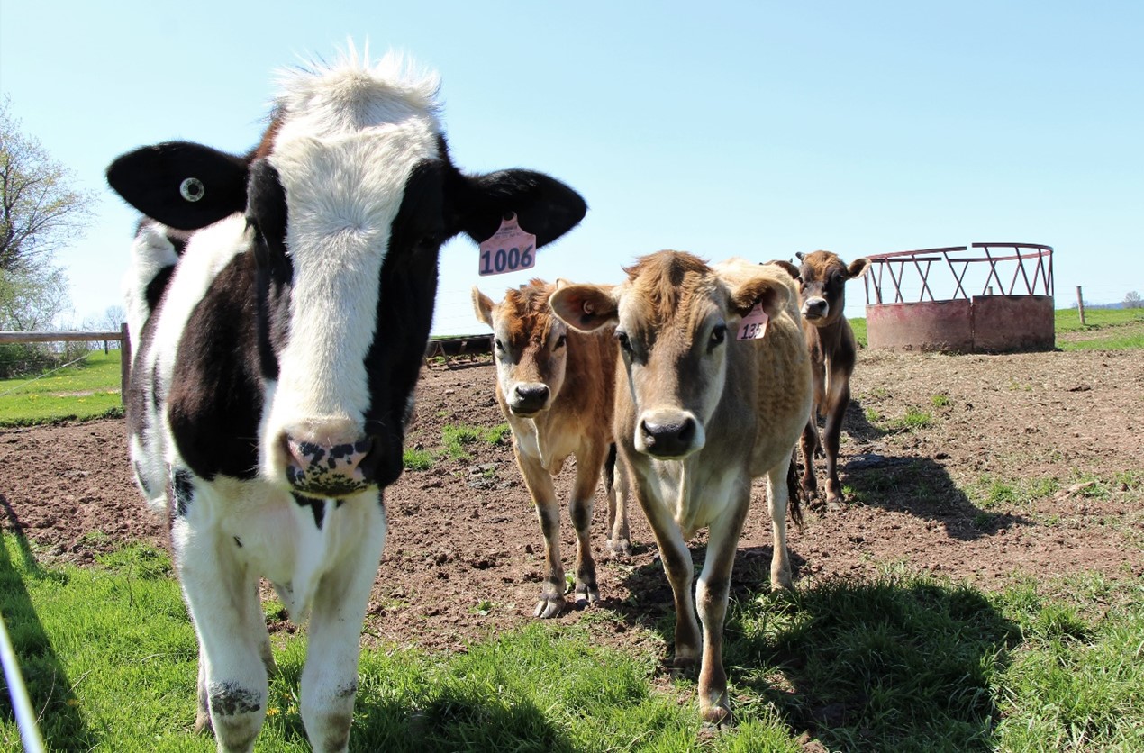 Tagged cows stand in pasture