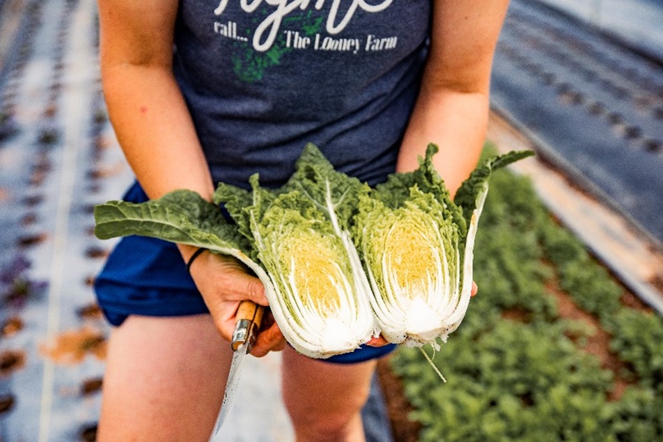 Person's hands holding cabbage cut in half