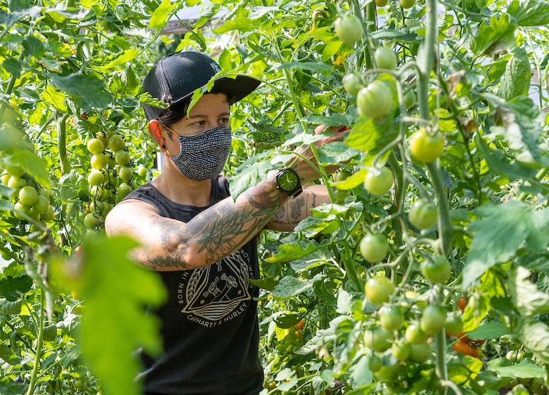 Person tending to tomato plants