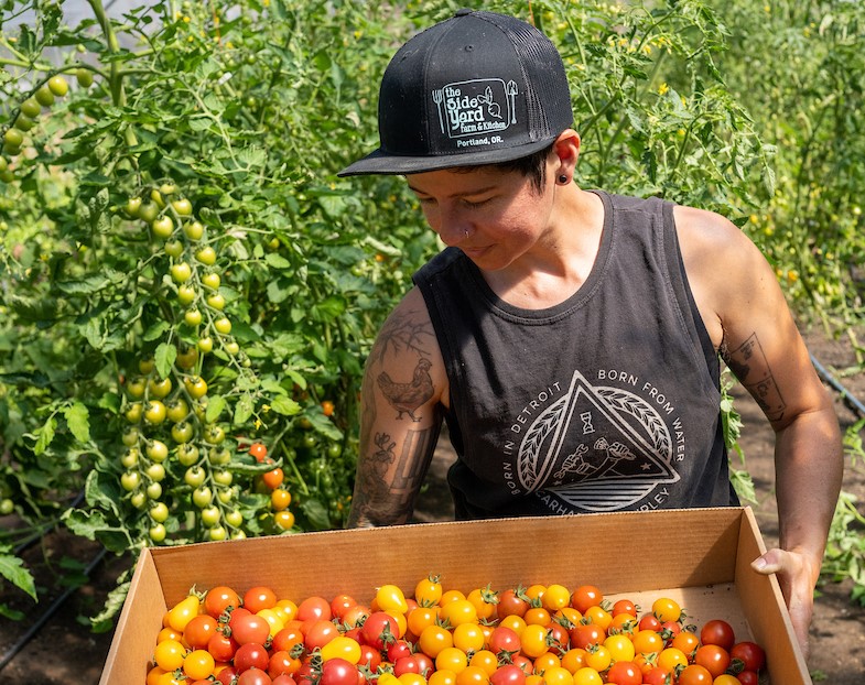 Person harvesting cherry tomatos in high tunnel