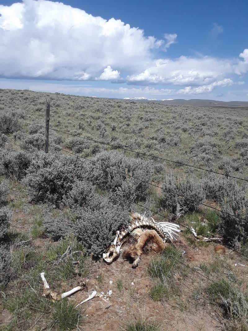 Dead elk carcass underneath a fence