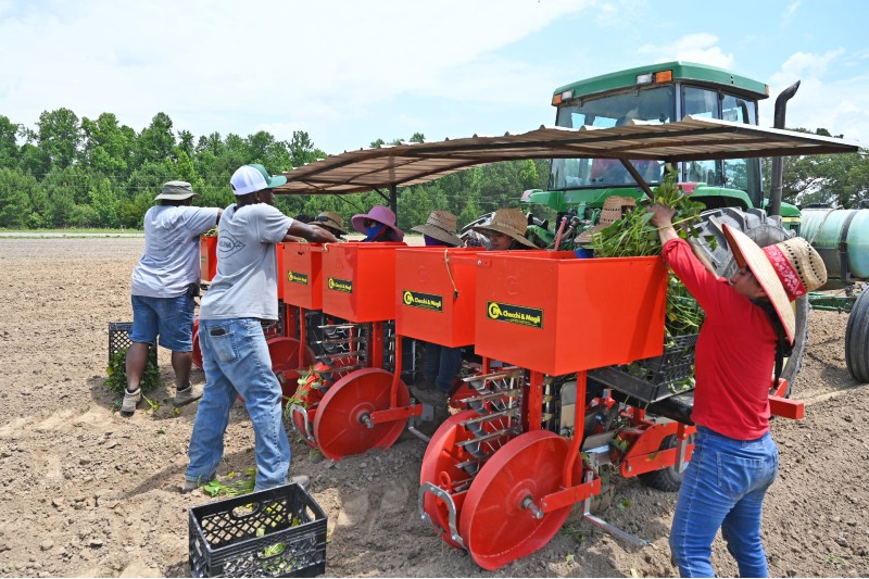 Several people working together and using a planter with tractor to plant crops. 
