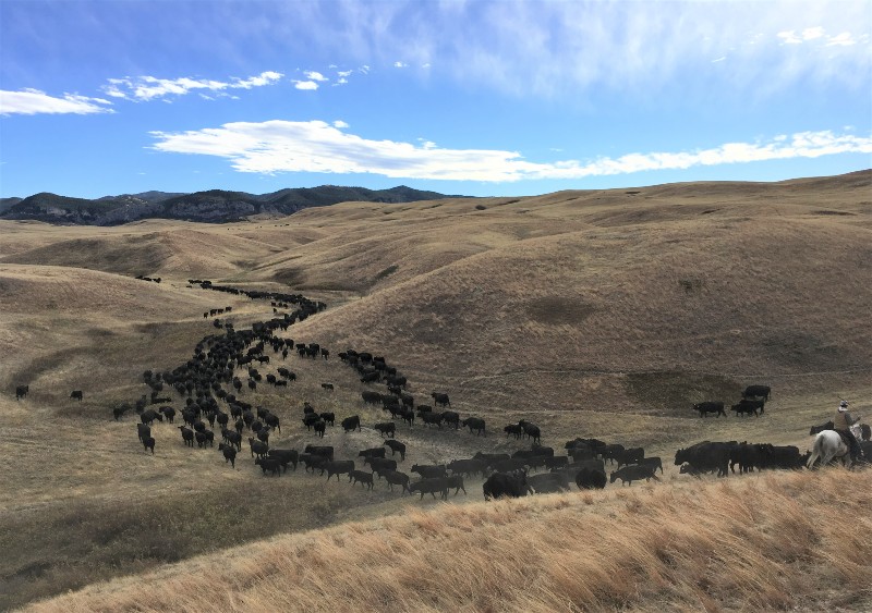 Black angus cattle being moved by someone on horseback through a pasture with rolling hills. 