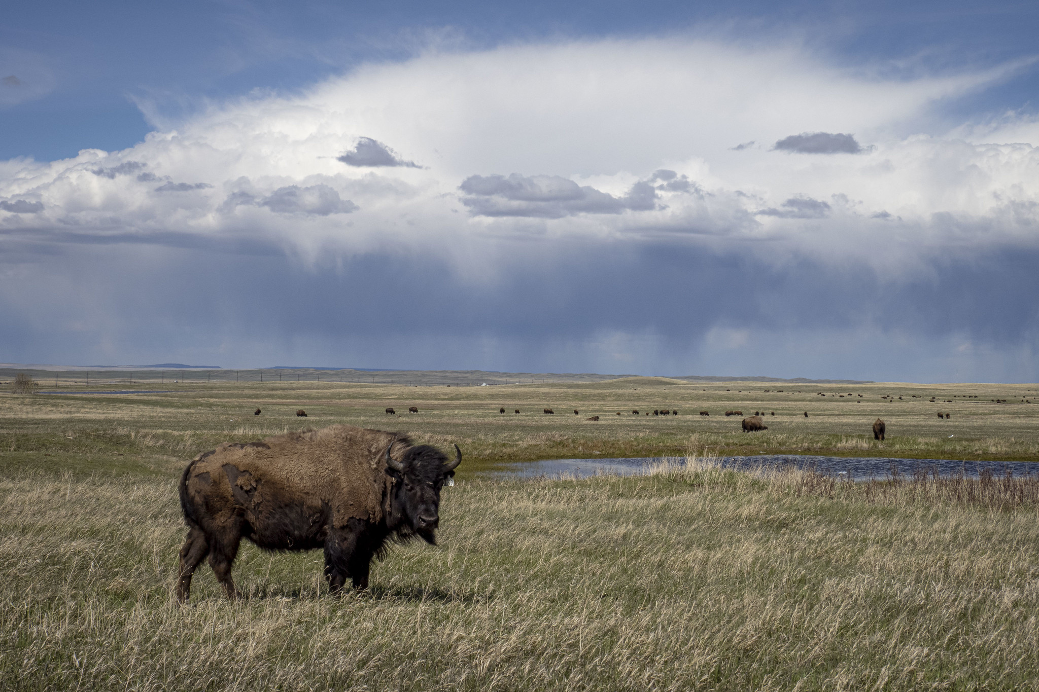 A Buffalo standing on open rolling hills