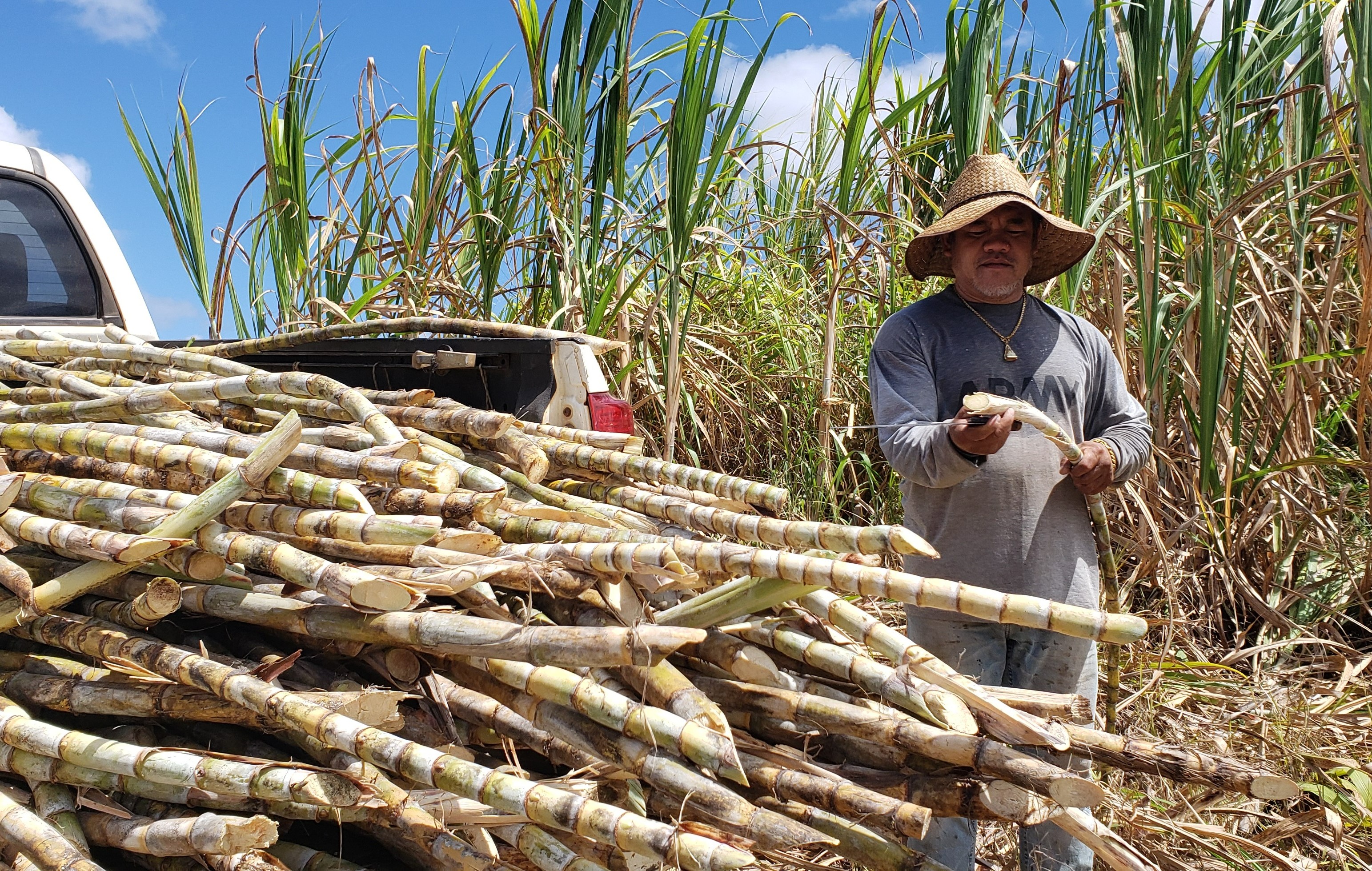 Person standing next to truck bed full of sugar-cane