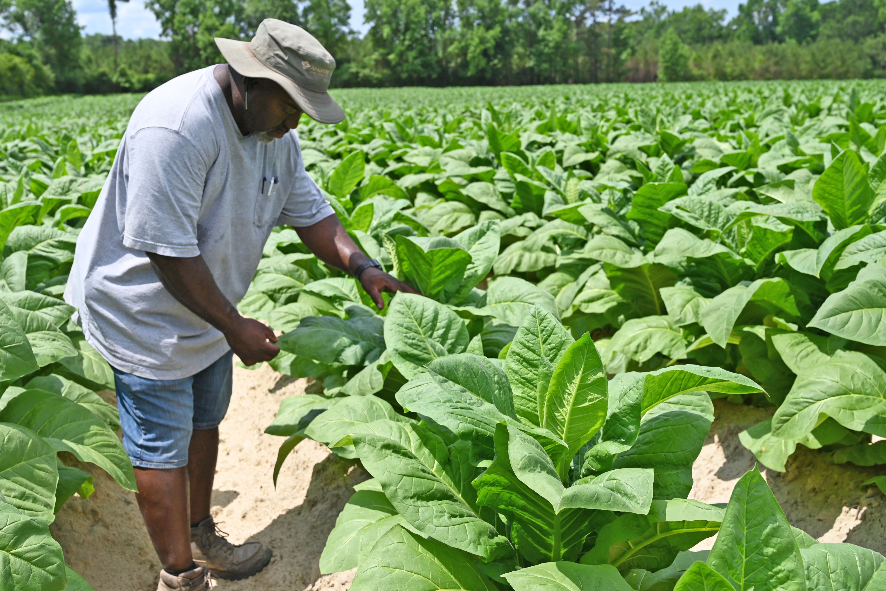 Person tending to tobacco growing in field