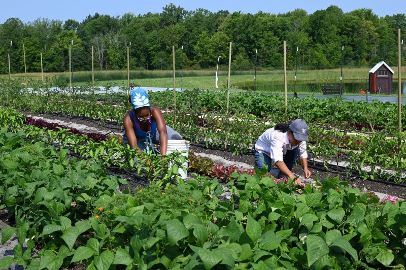 Two people working in a green garden. 