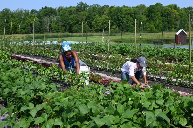 Two people working in a green garden.