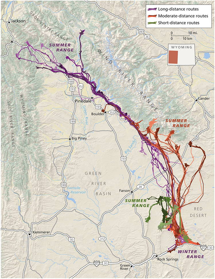 Map showing routes of animals in Wyoming and Montana