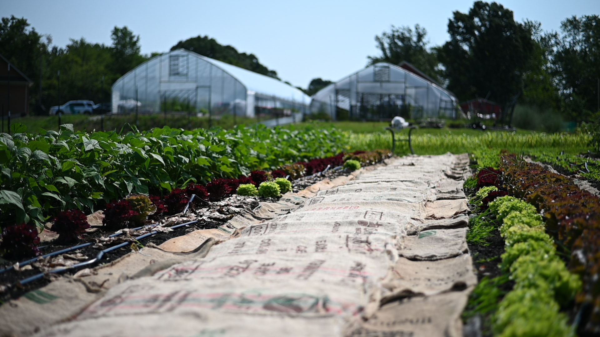 Two high tunnels at the end of a crop field