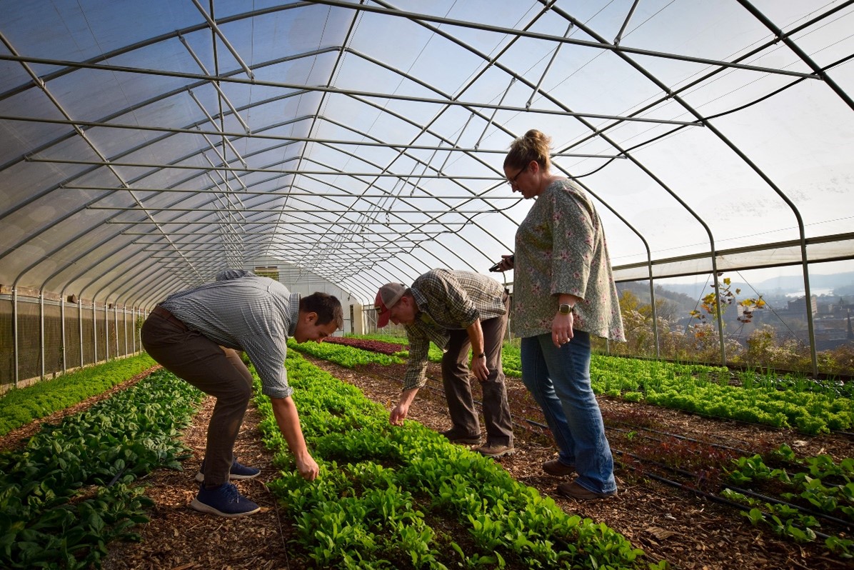 Three people analyzing crops in high tunnel green house