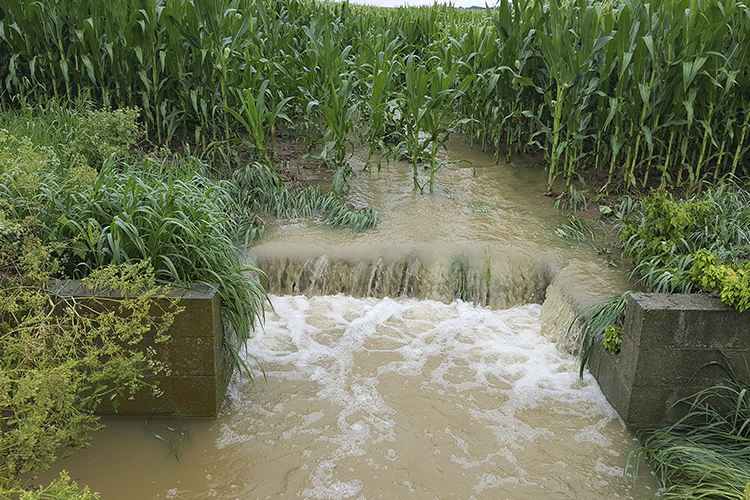 Water run off from a corn field 
