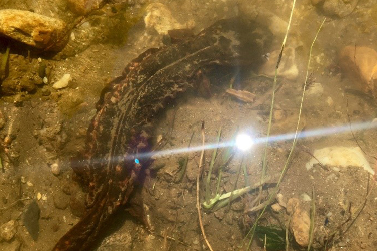 Hellbender salamander swimming in water
