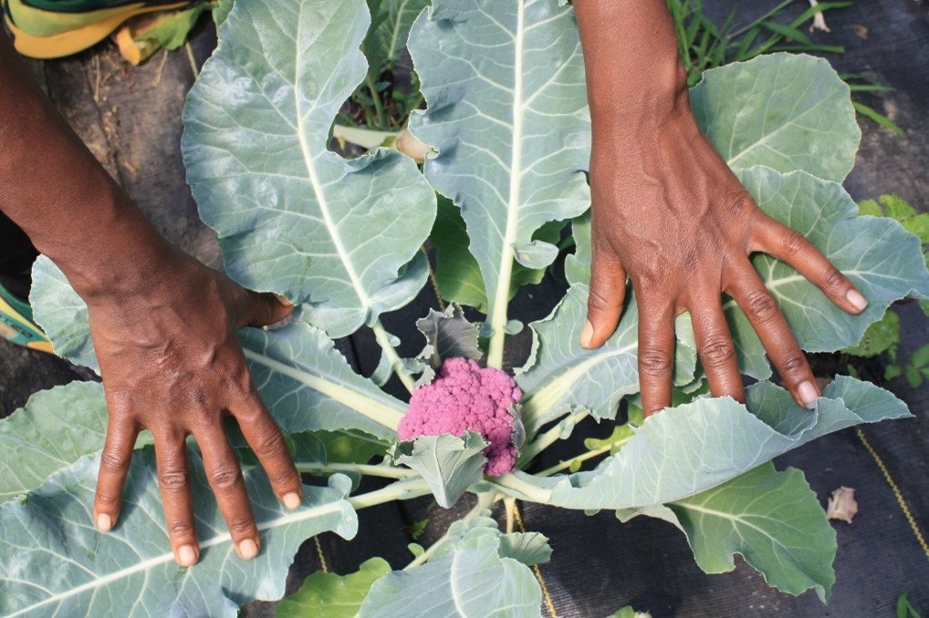 Two ahnds widening green leaves to expose purple cauliflower