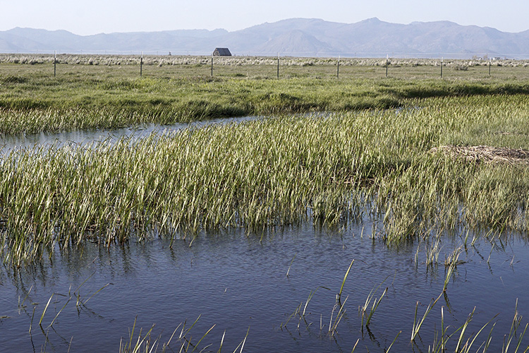 Grassland 