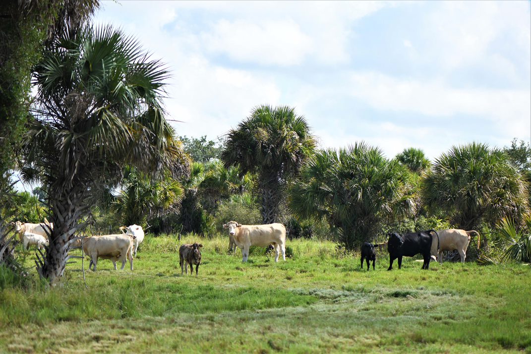 Cows in pasture