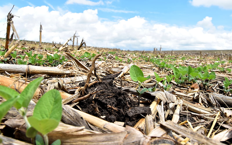 Dead crops laying in fireld