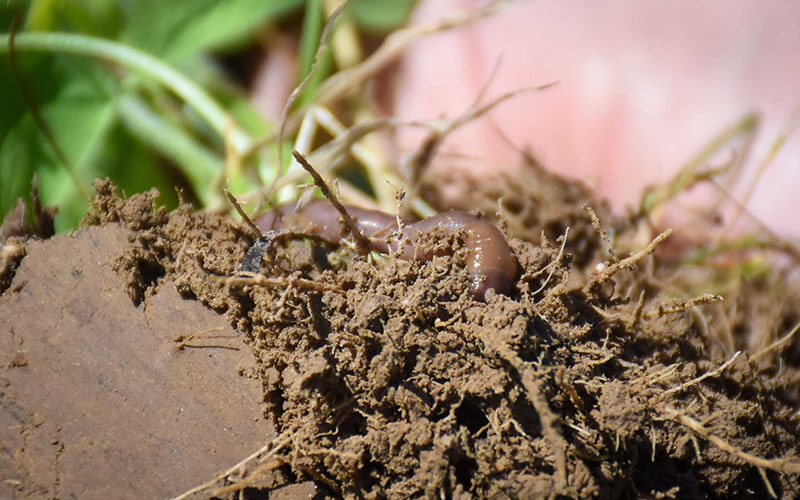 Worm sitting in soil