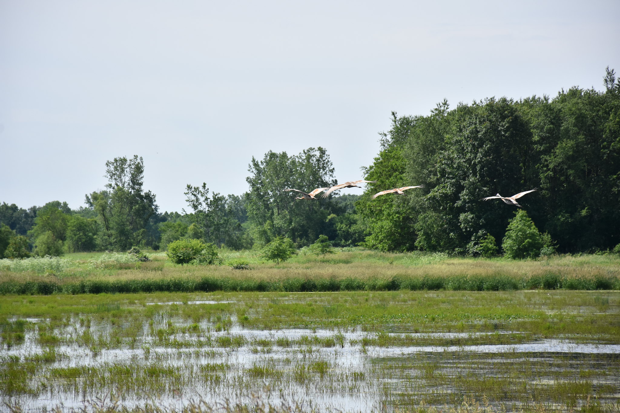 Birds flying over a wetland area