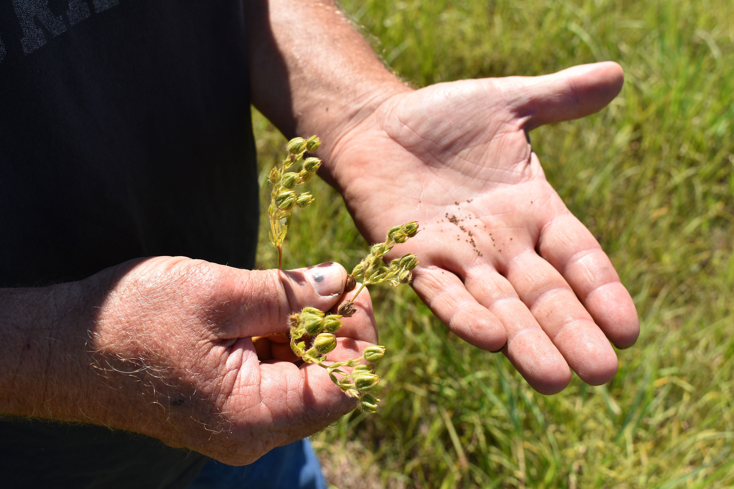 Hands holding wildflower seeds