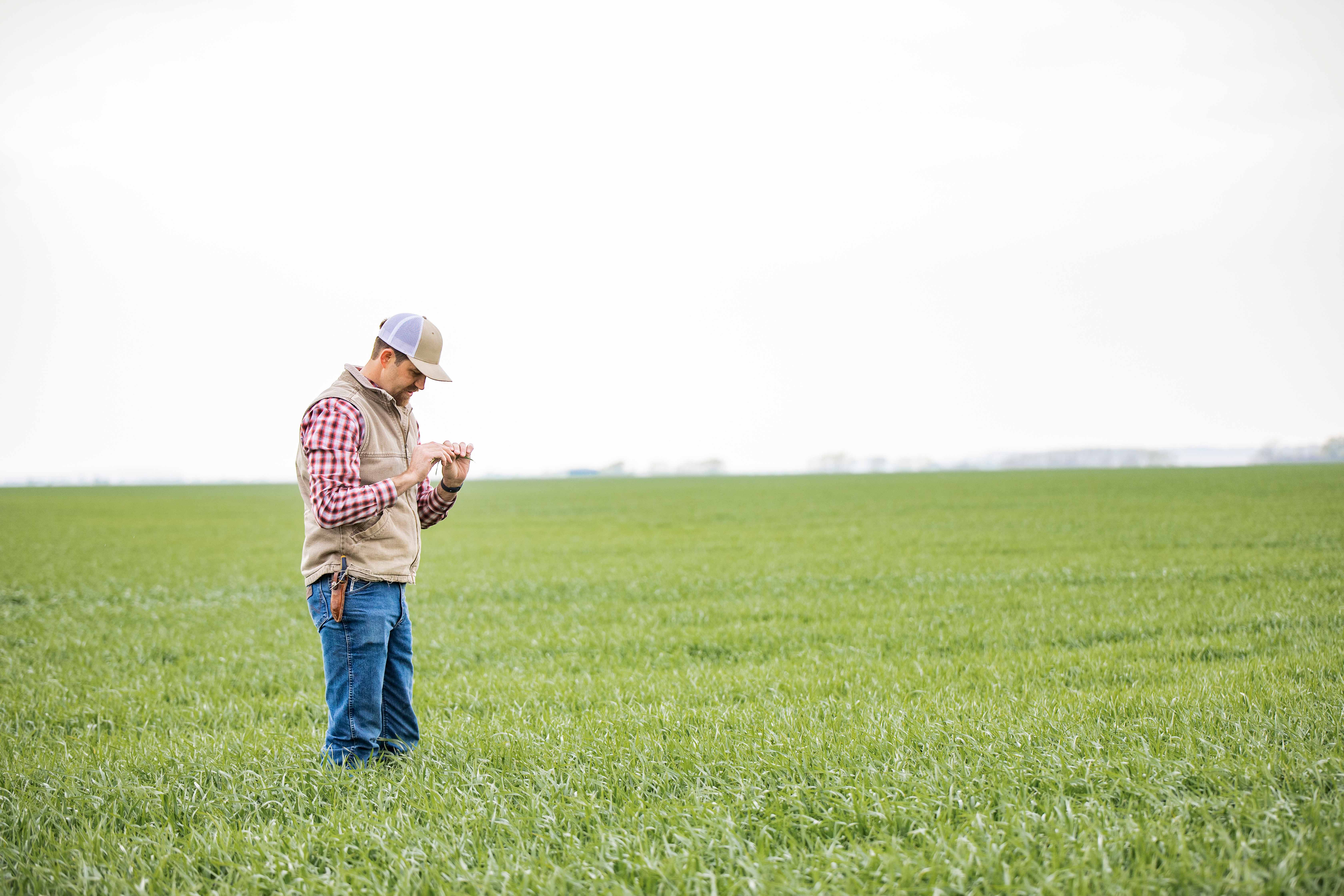 Person standing in field examining leaf of crop