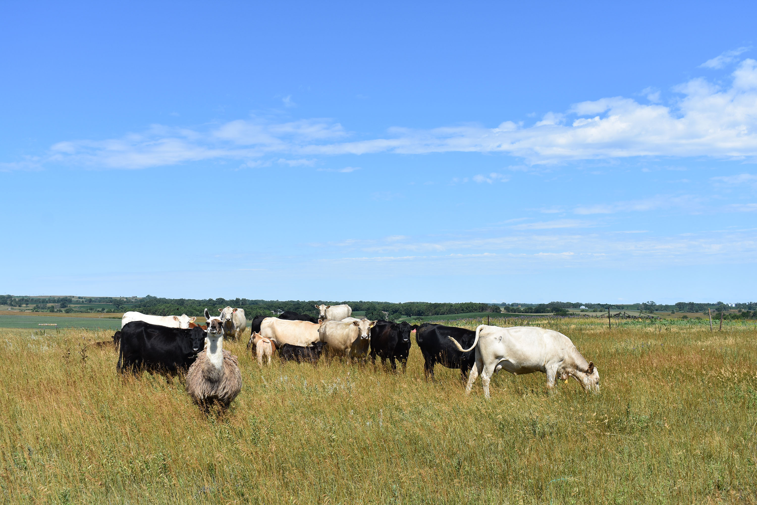 Several cows and a Llama standing in a field near a barbed wire fence