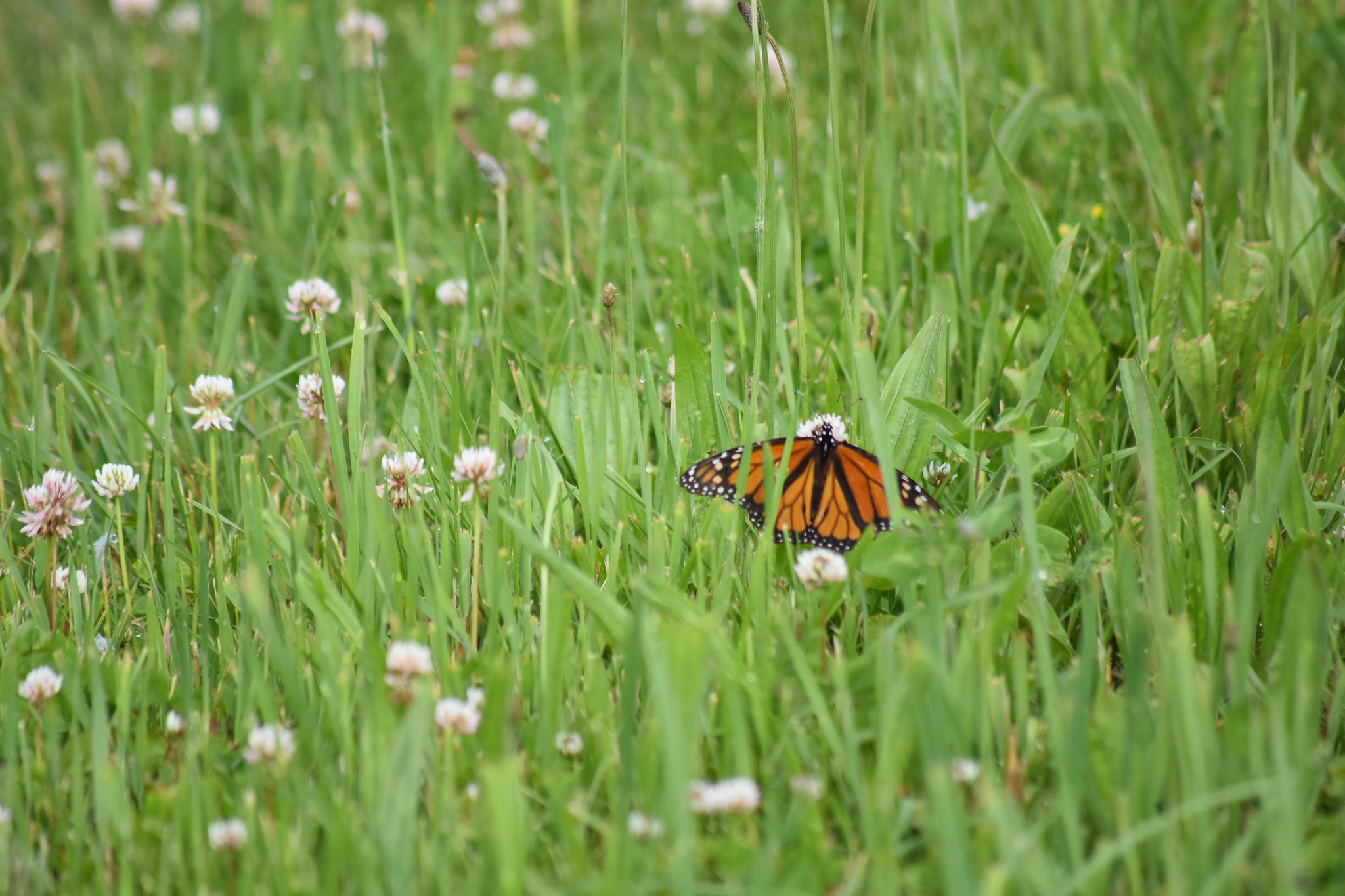 Monarch butterfly on wild flower