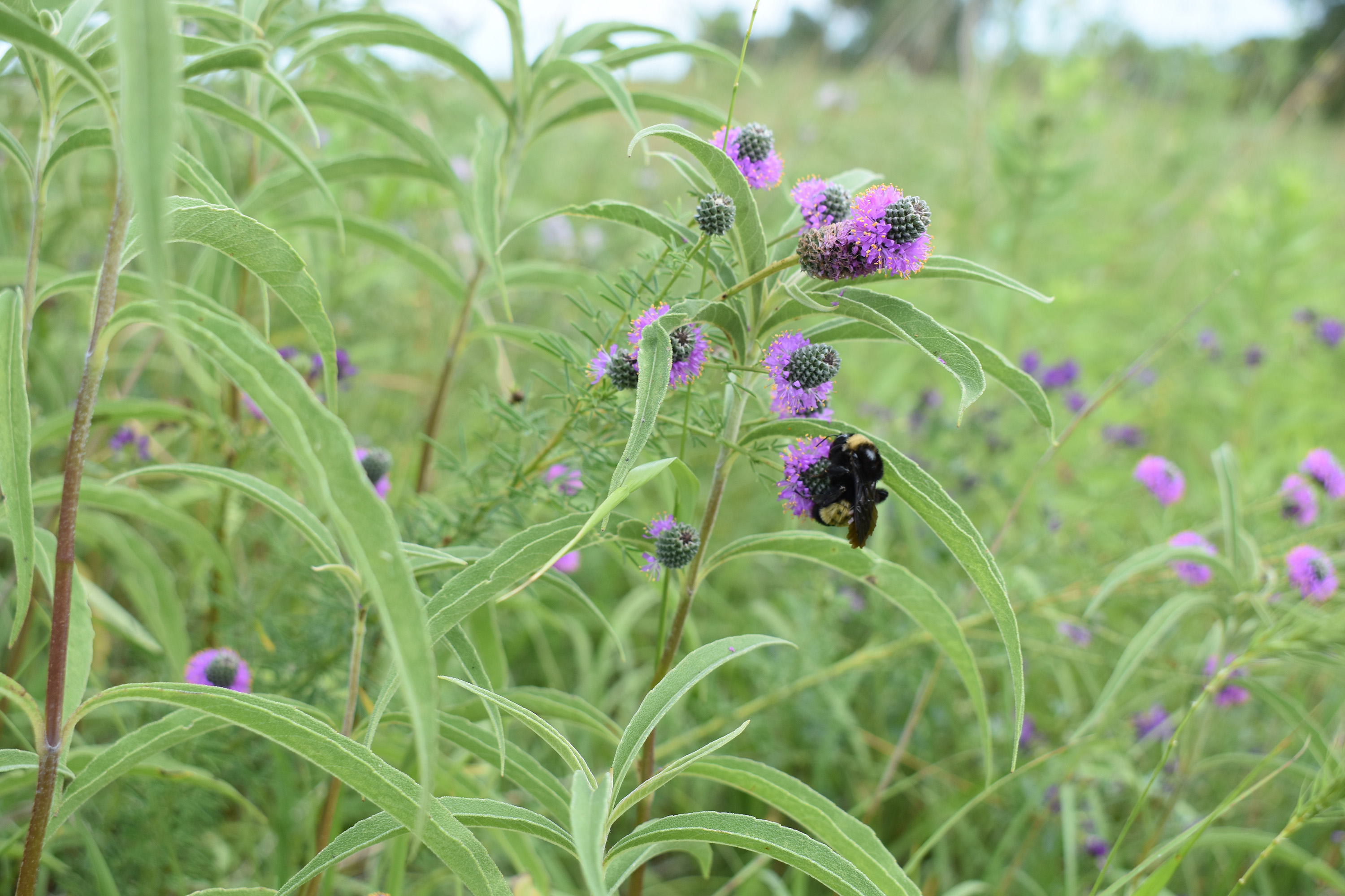 Several purple wildflowers growing in a field