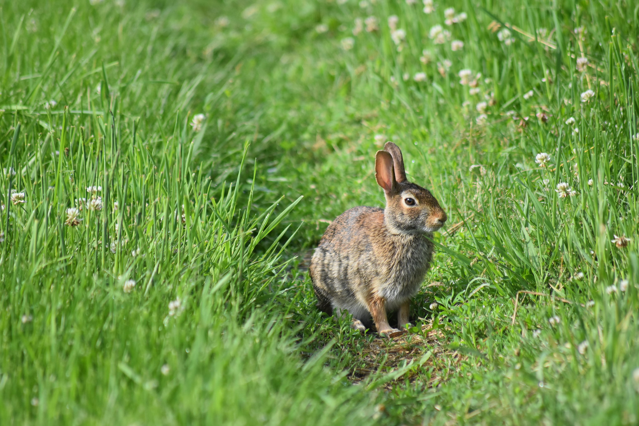 Rabbit sitting in green wild grass