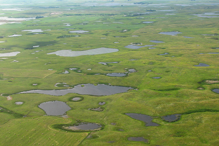 Aerial view of lush green wetlands