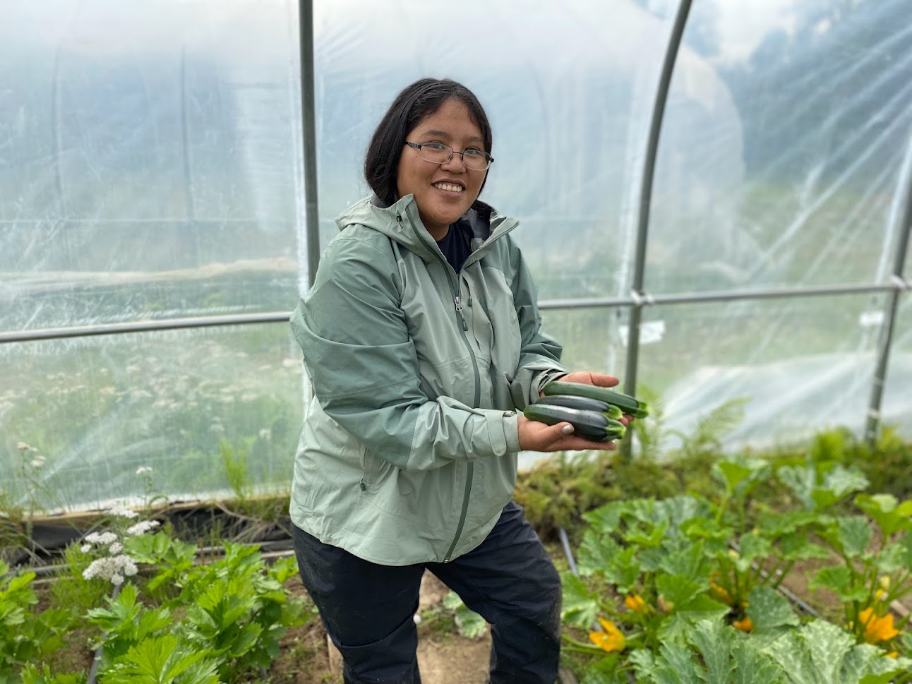 Person holding three zucchinis while standing in a high tunnel