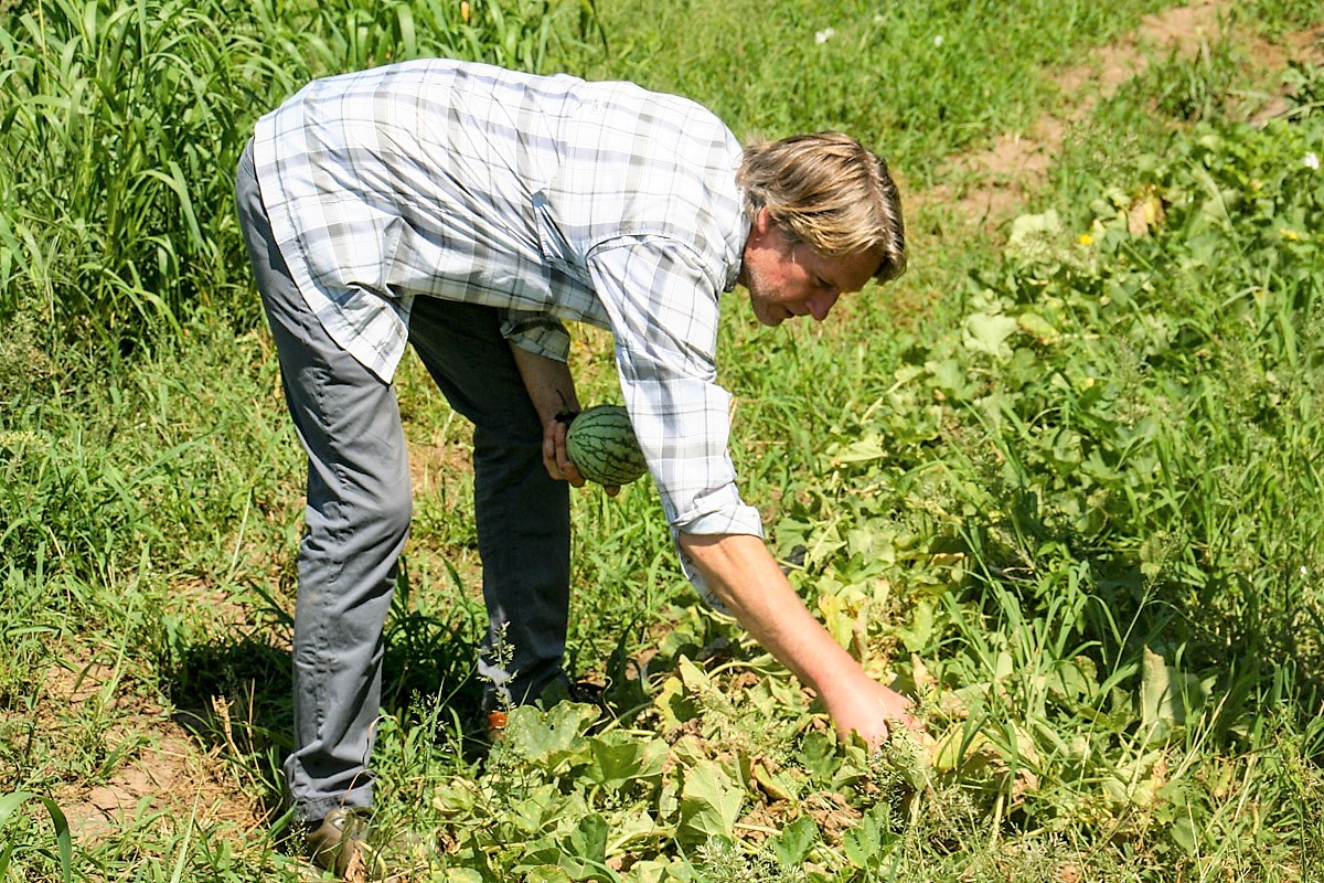 Person harvesting greens