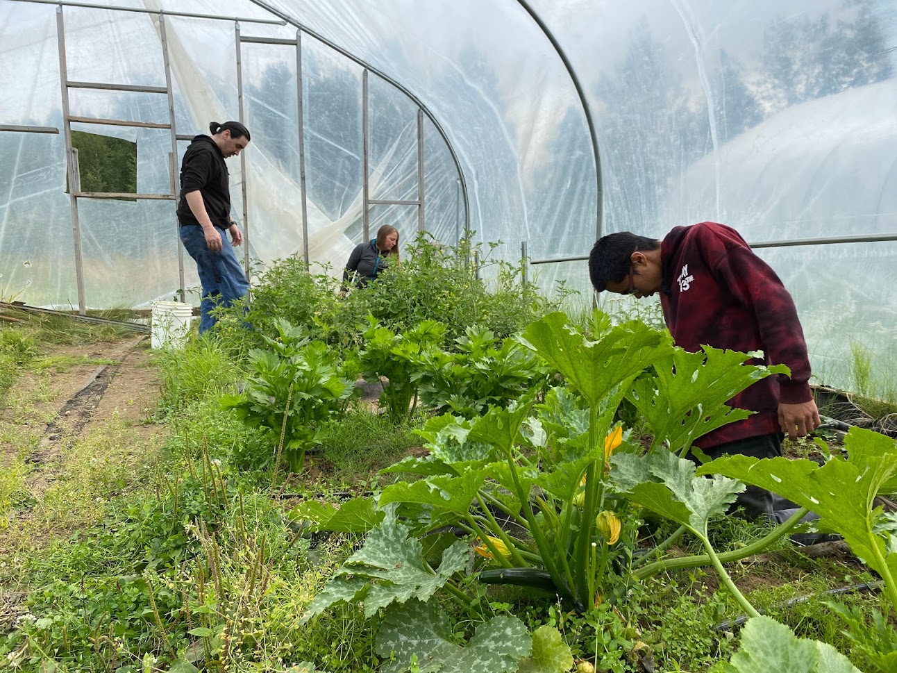 Three people harvesting crop in high tunnel
