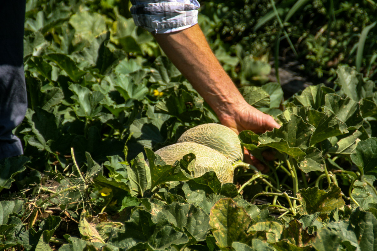 Person harvesting cantalopes