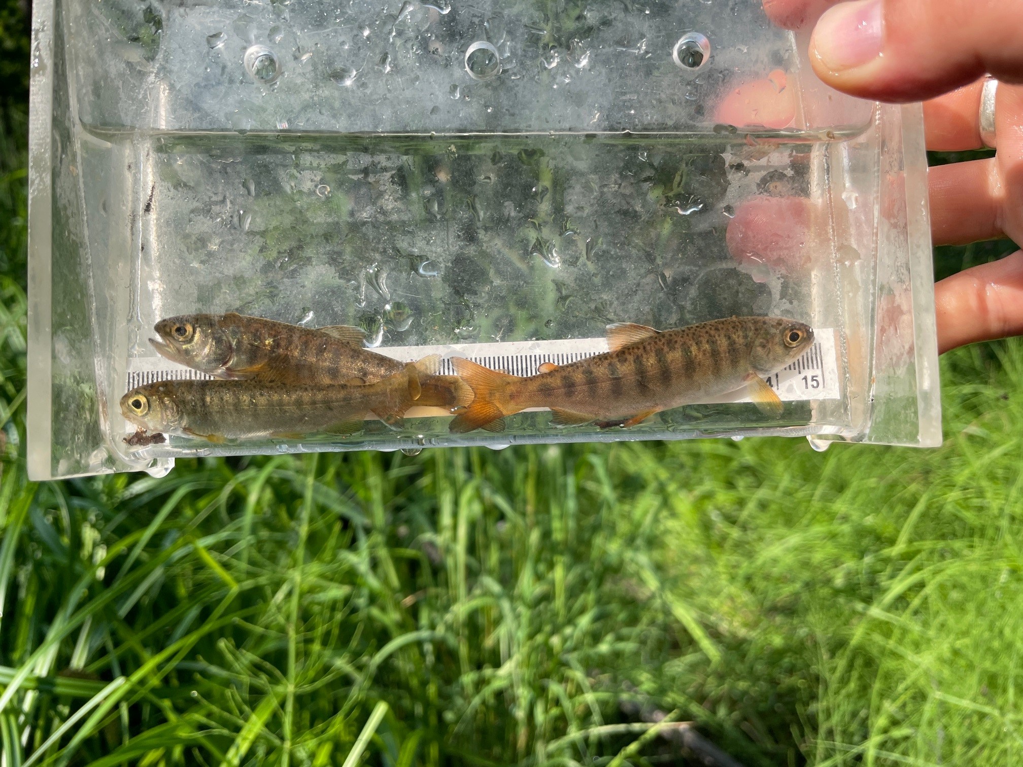 Three small fish in clear plastic container with water