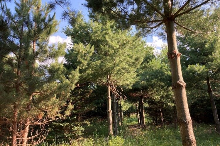 Pine trees in forest