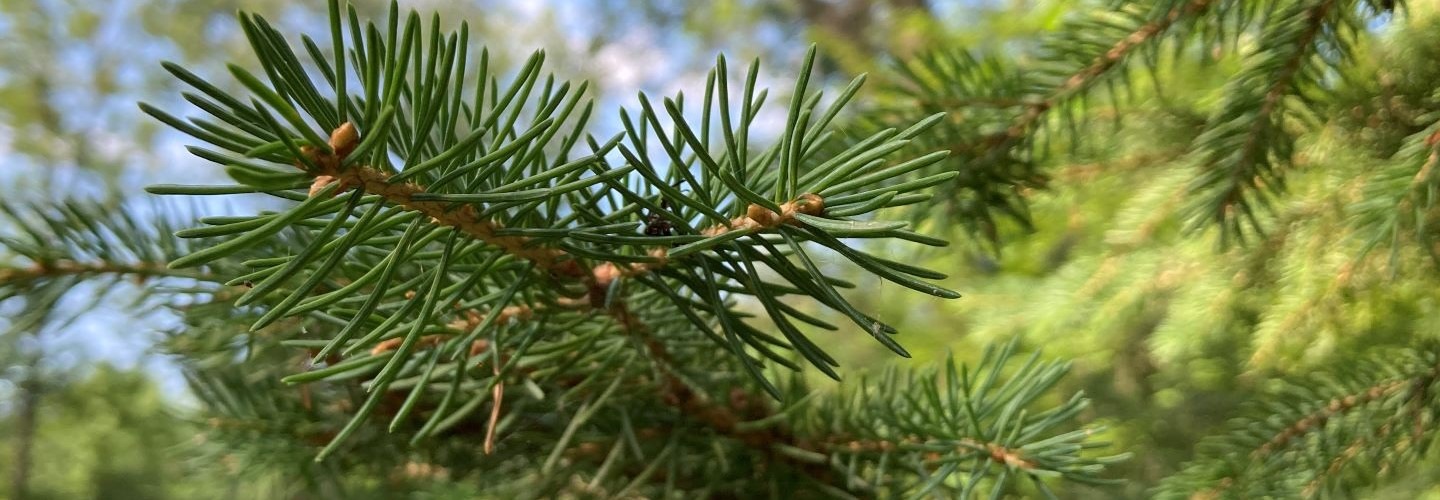 close up of pine needles on tree