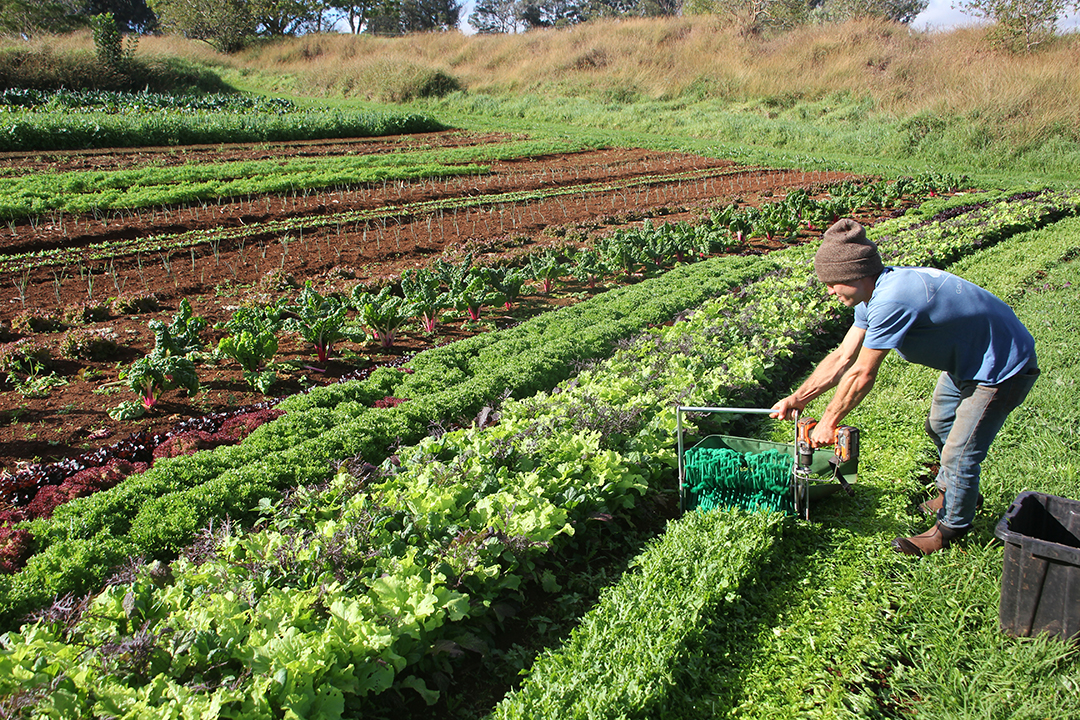 Person harvesting lettuce